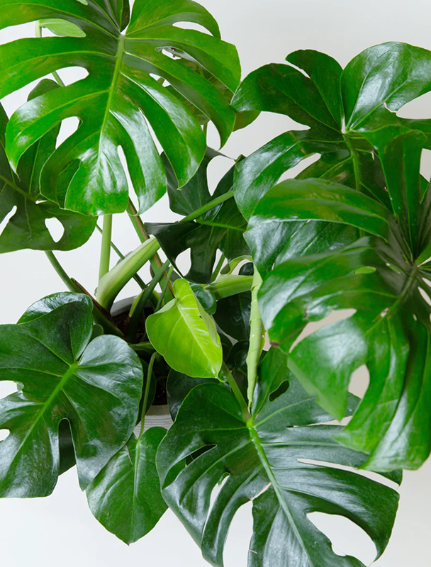 Plants
