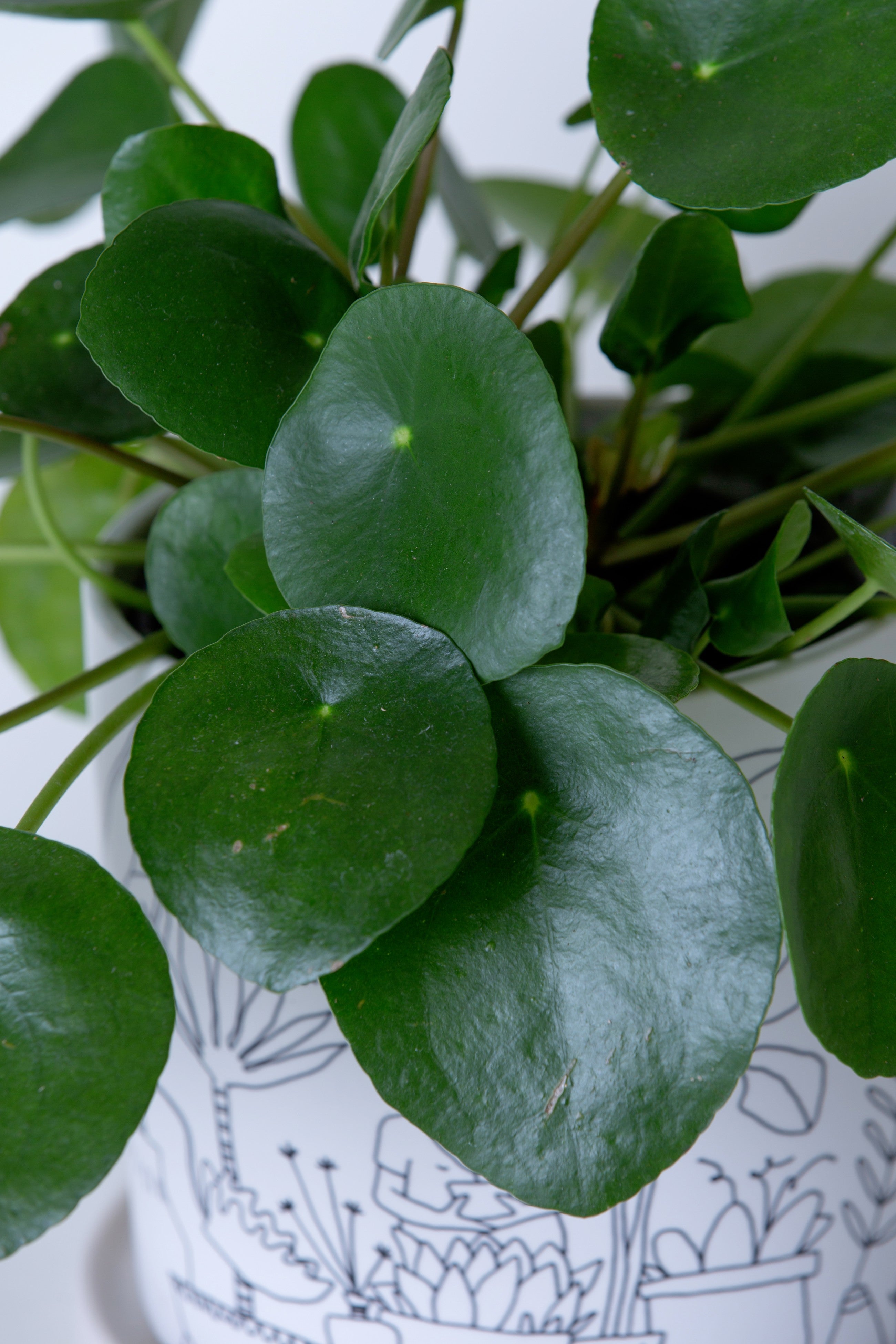 buy chinese money plant near me Chinese Money Plant