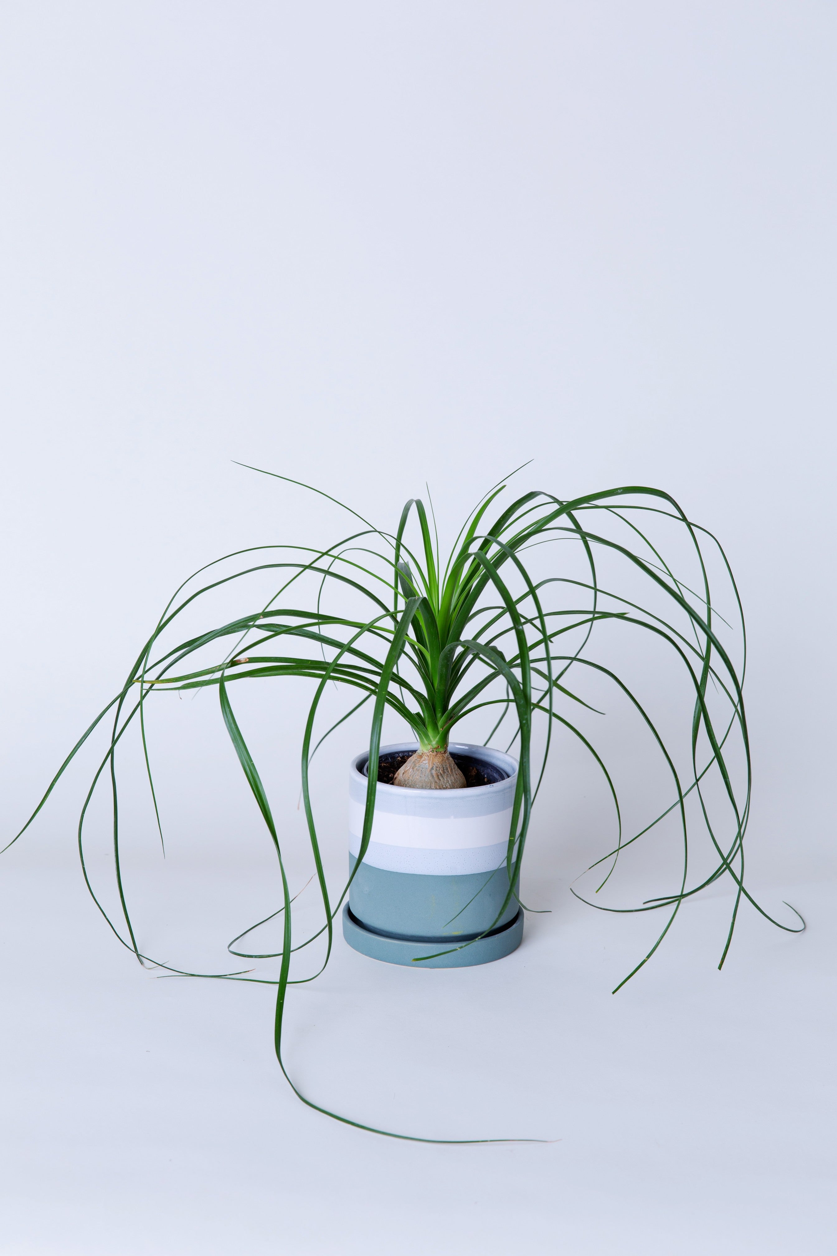 ponytail palm photos Ponytail Palm Plant(Small)