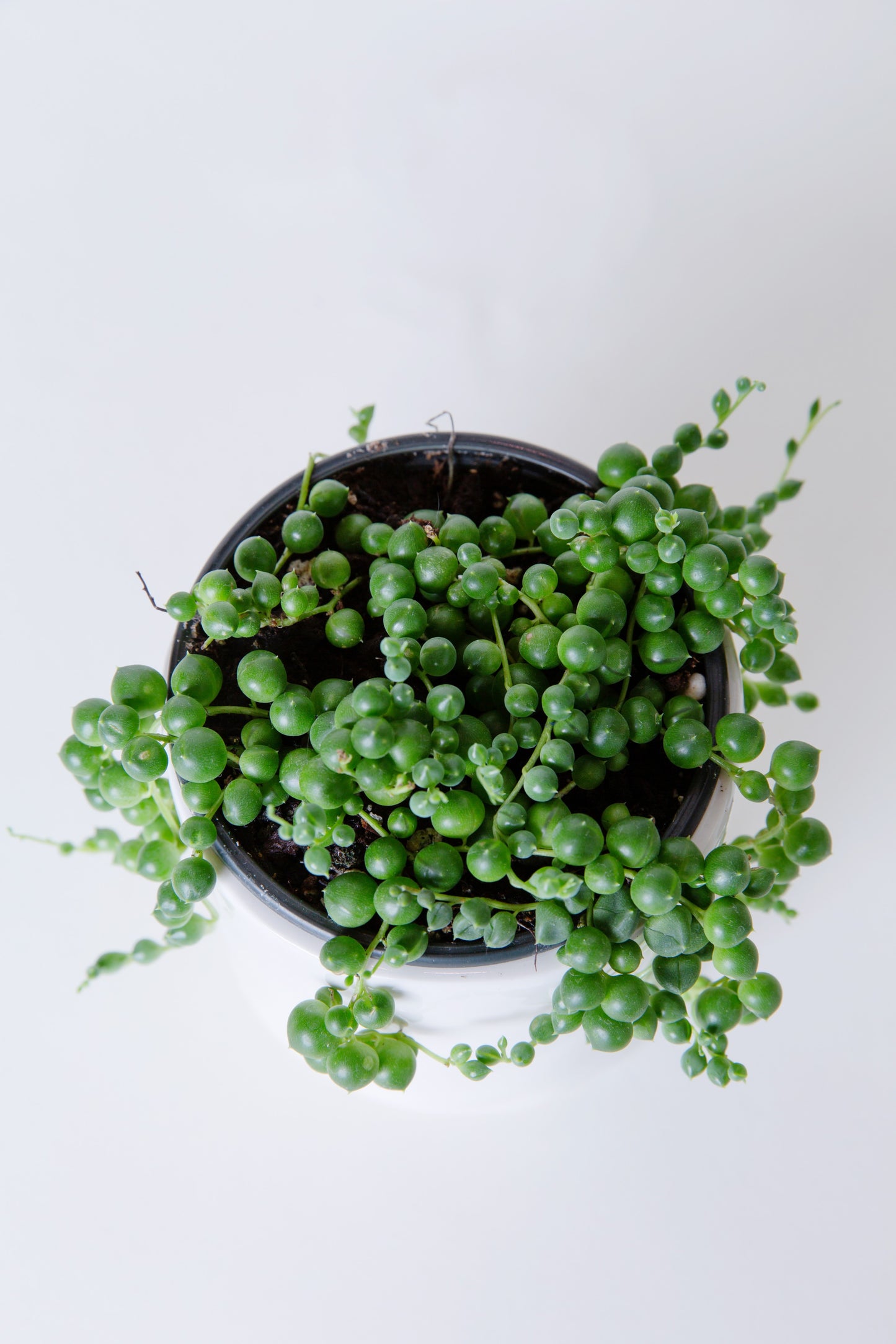 String of Pearls Plant | Senecio Rowleyanus
