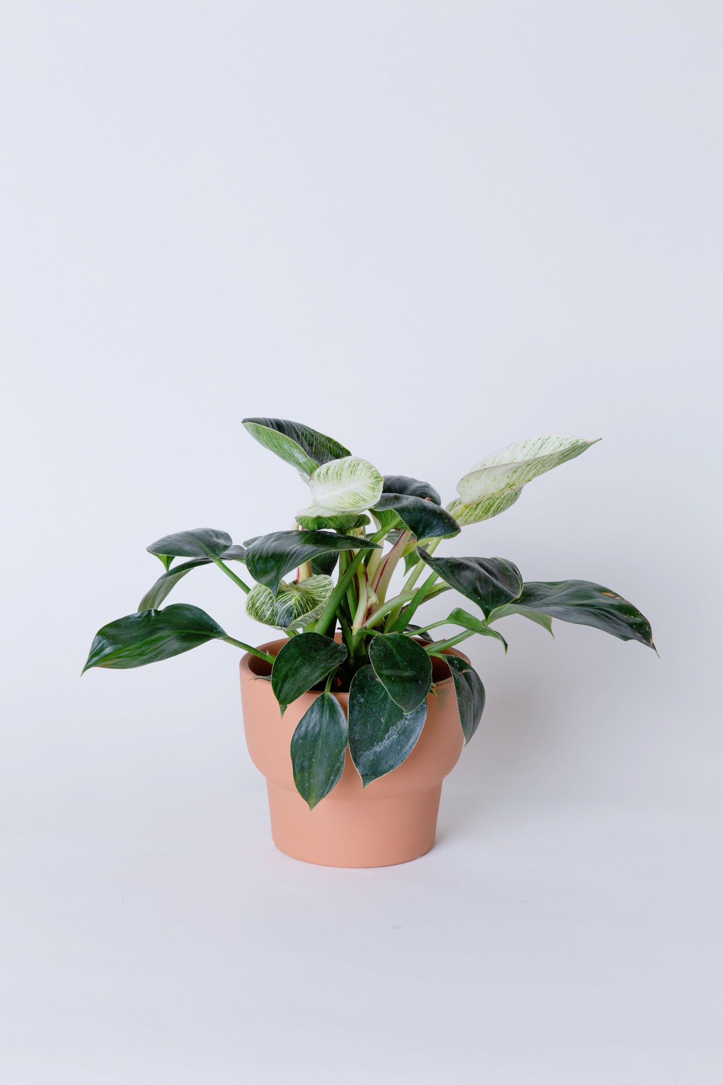 White Wave | Philodendron Birkin