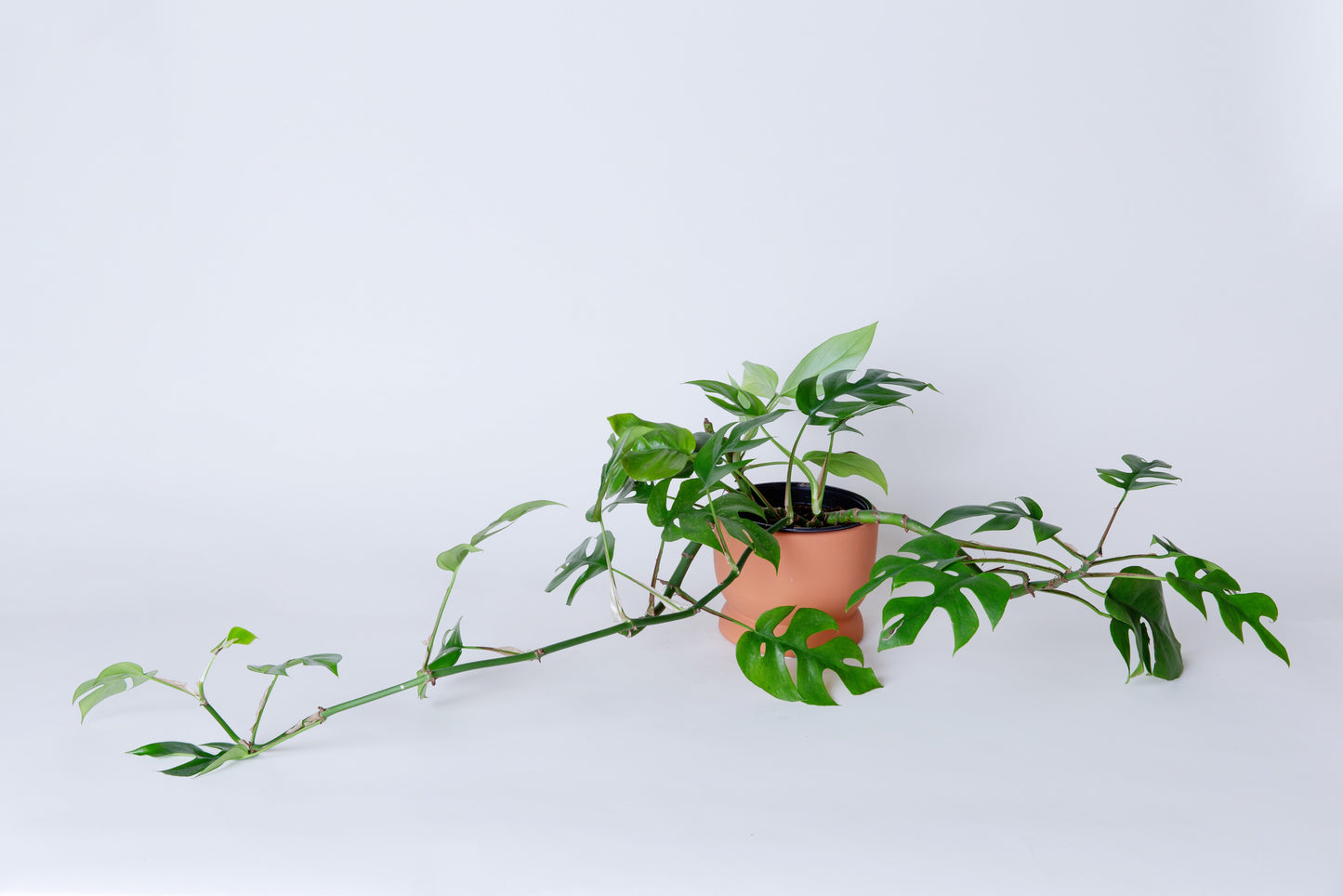 Mini Monstera | Rhaphidophora Tetrasperma