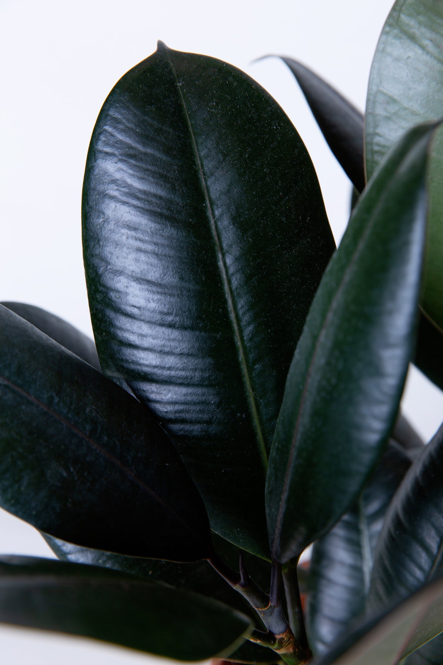 Rubber Tree | Ficus Elastica