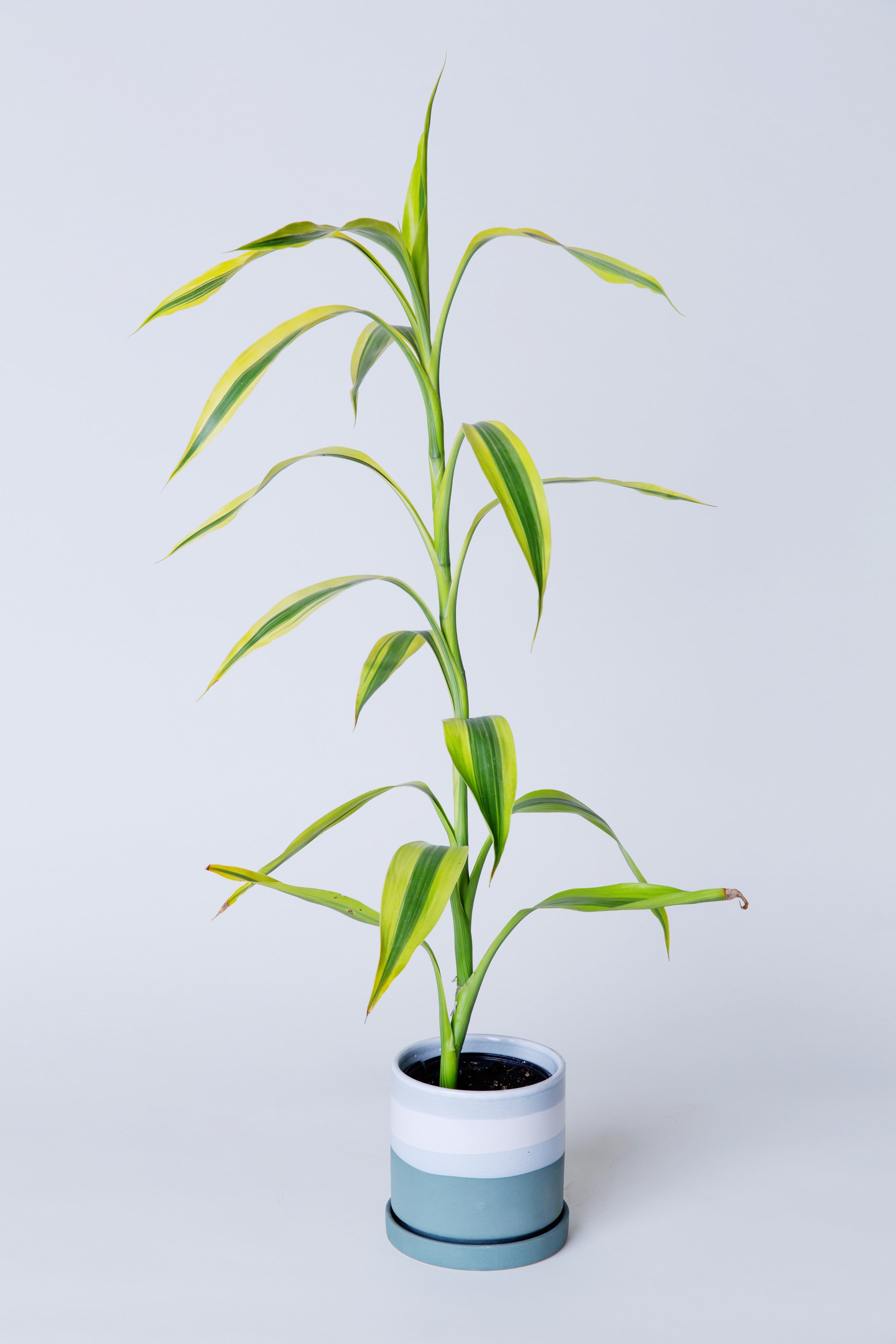 long lucky bamboo plant Lucky Bamboo Plant