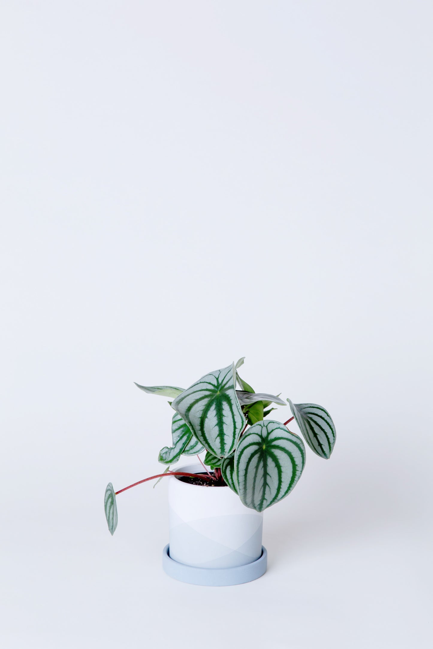 Watermelon Plant | Peperomia Argyreia