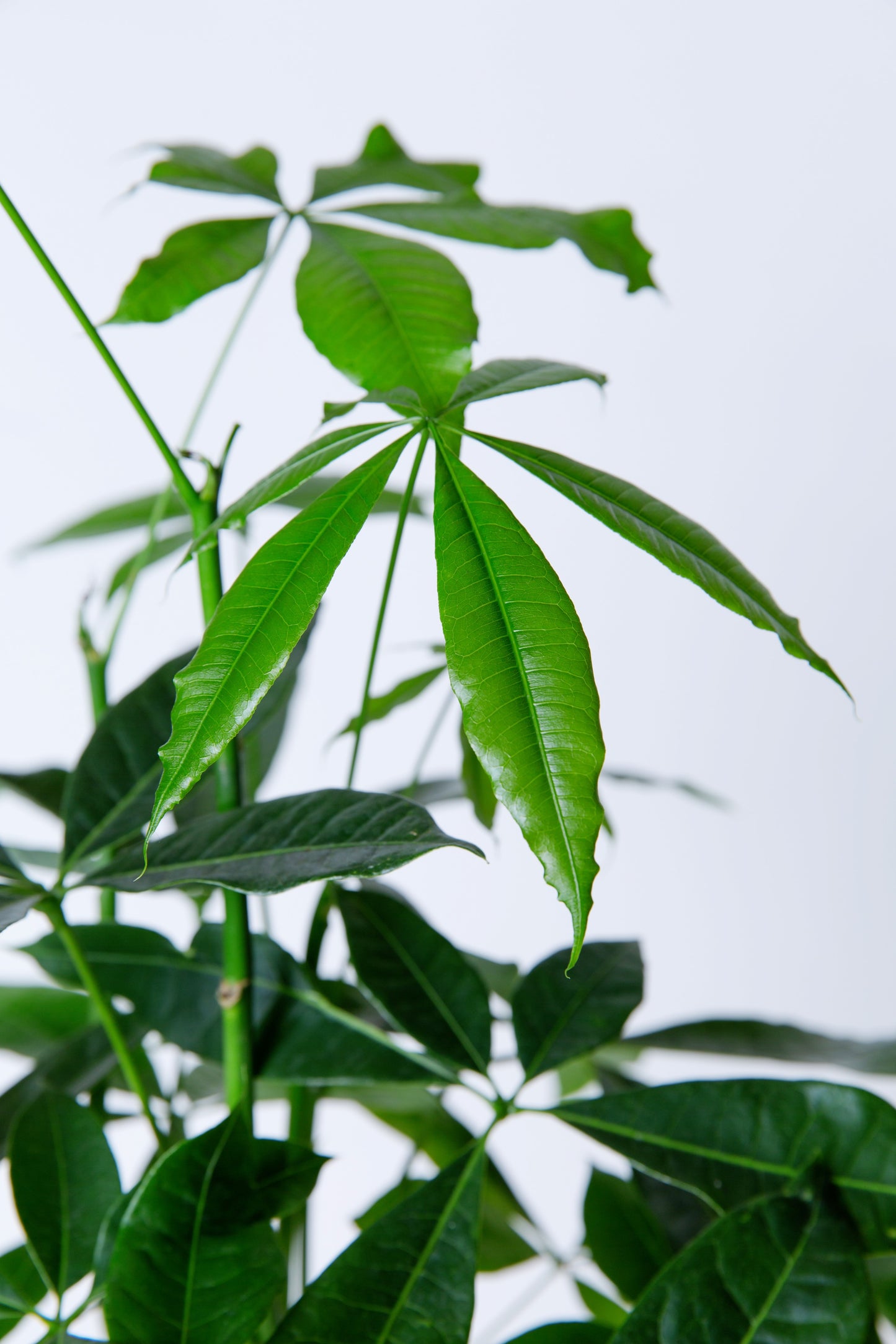 Money Tree | Pachira Aquatica