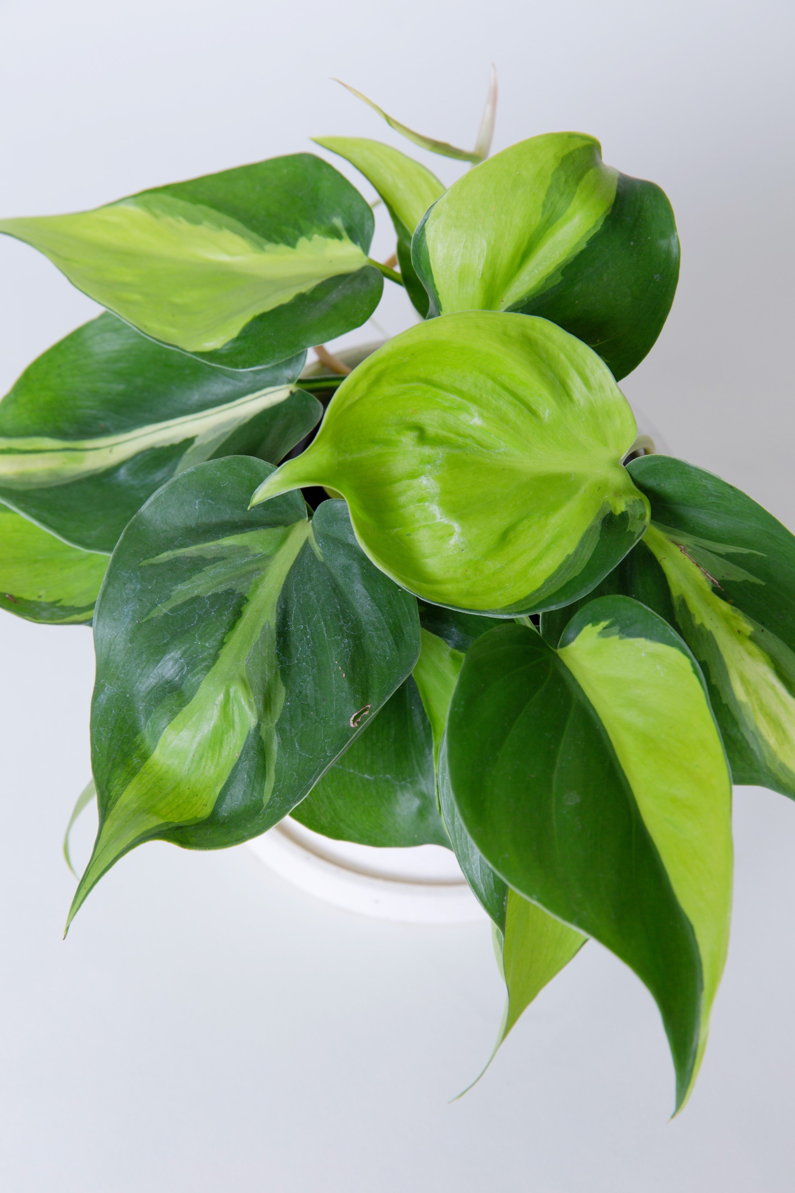 basil philodendron Philodendron Brasil Plant
