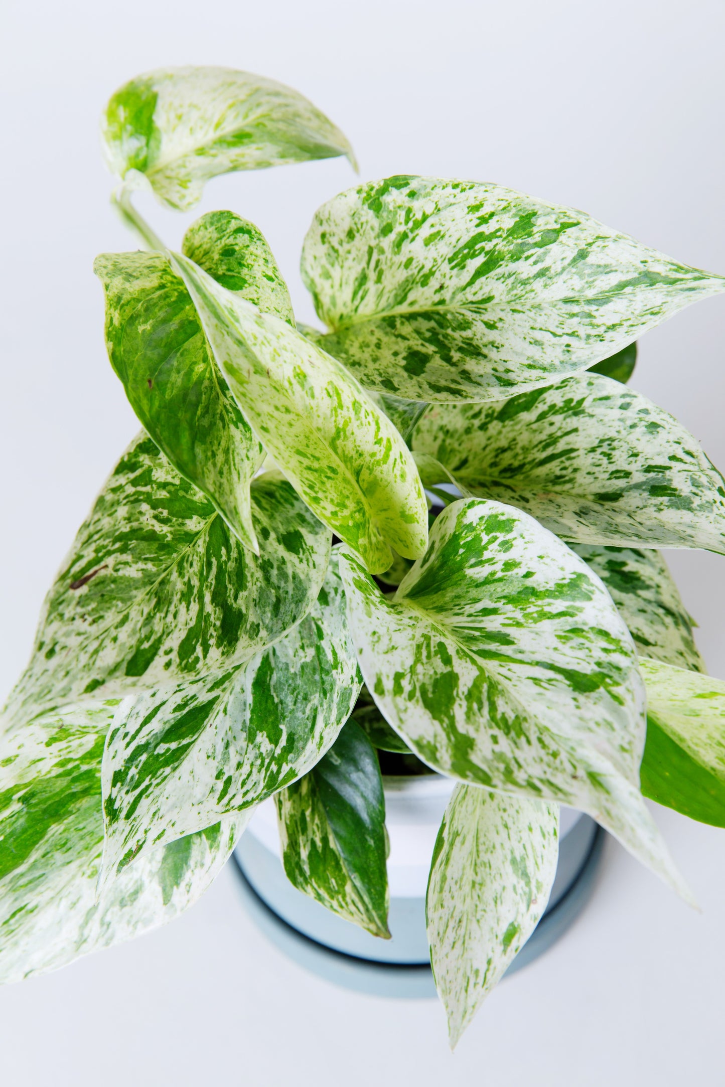 Snow Queen Pothos Plant | Epipremnum Aureum