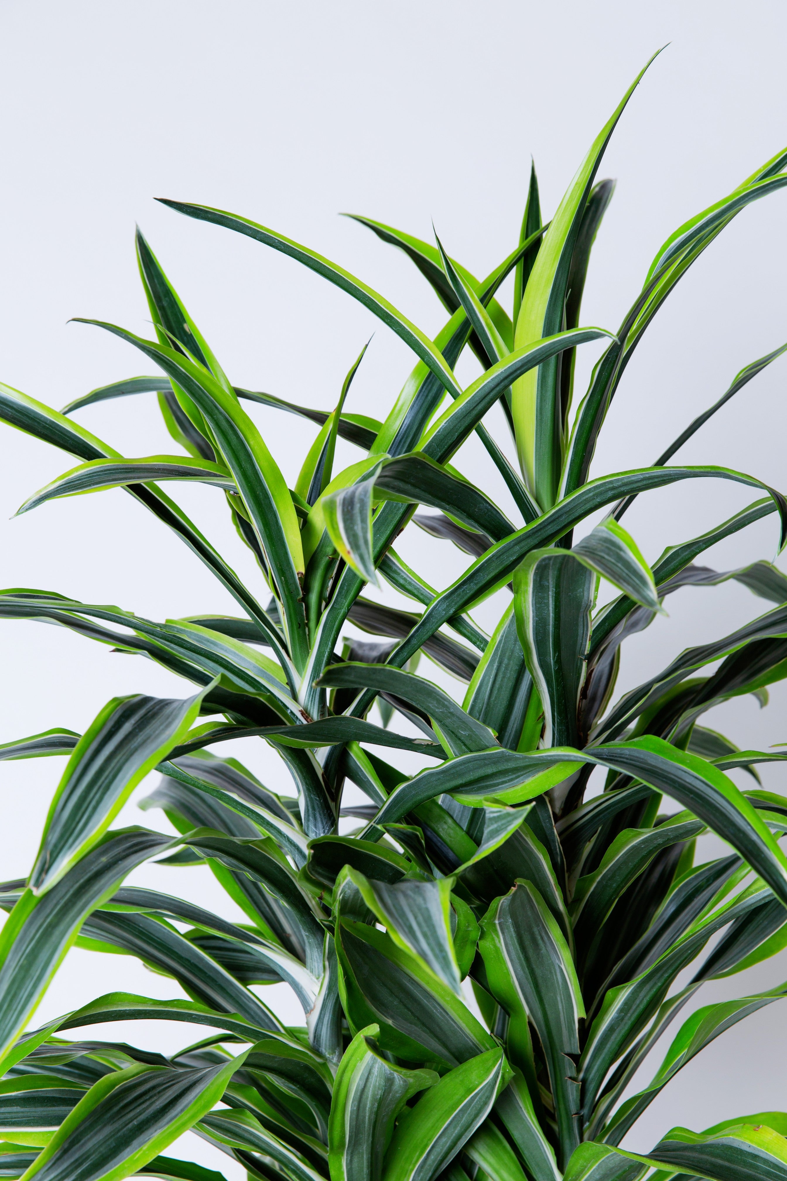 dracaena white stripe care Striped Dracaena Plant