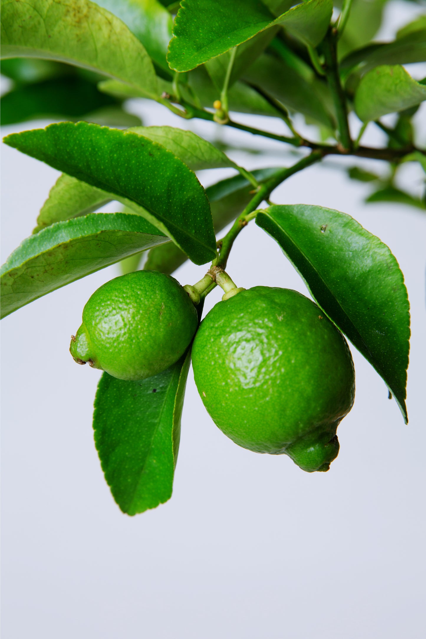 Lime Tree Plant | Citrus Aurantifolia