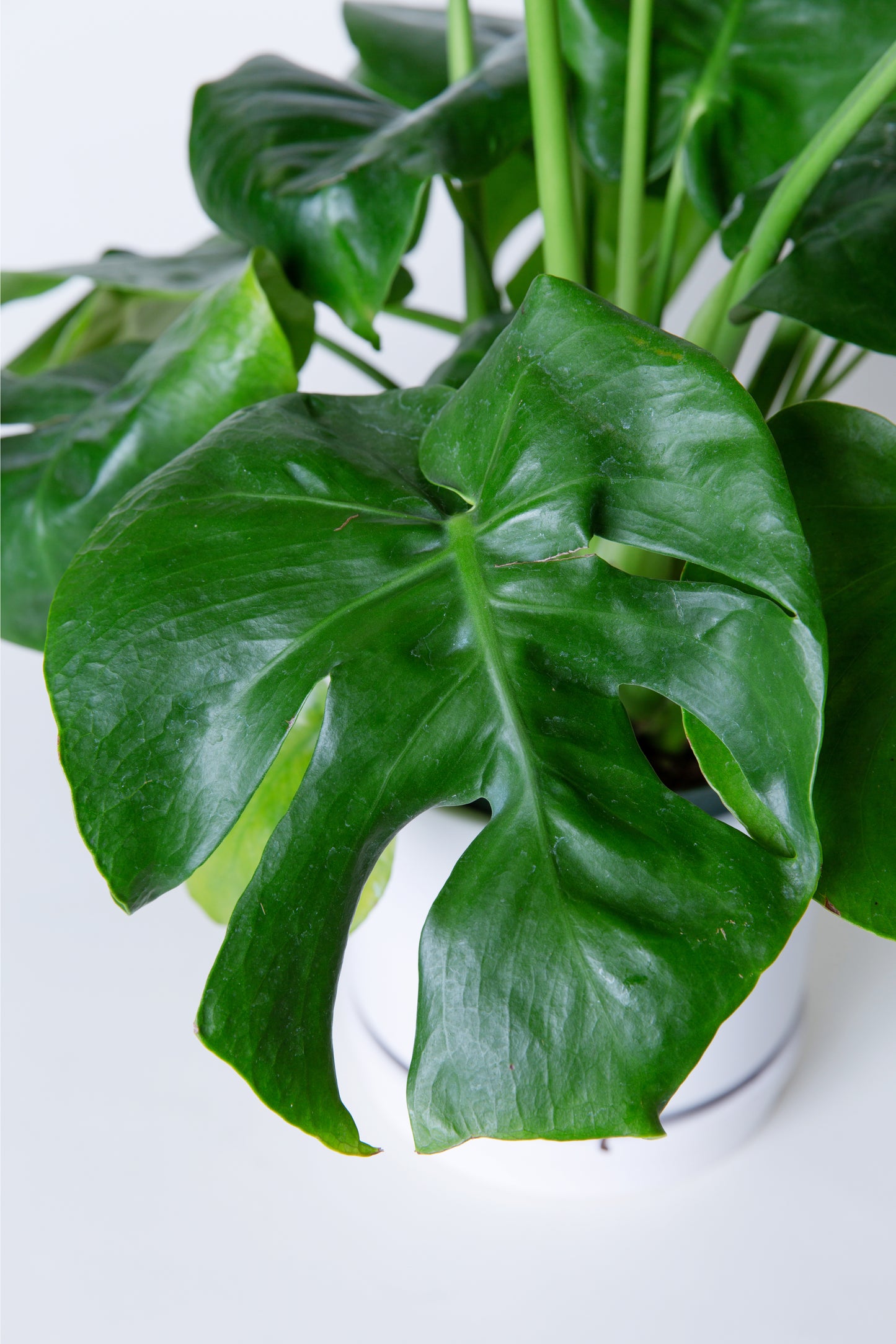 Swiss Cheese Plant | Monstera