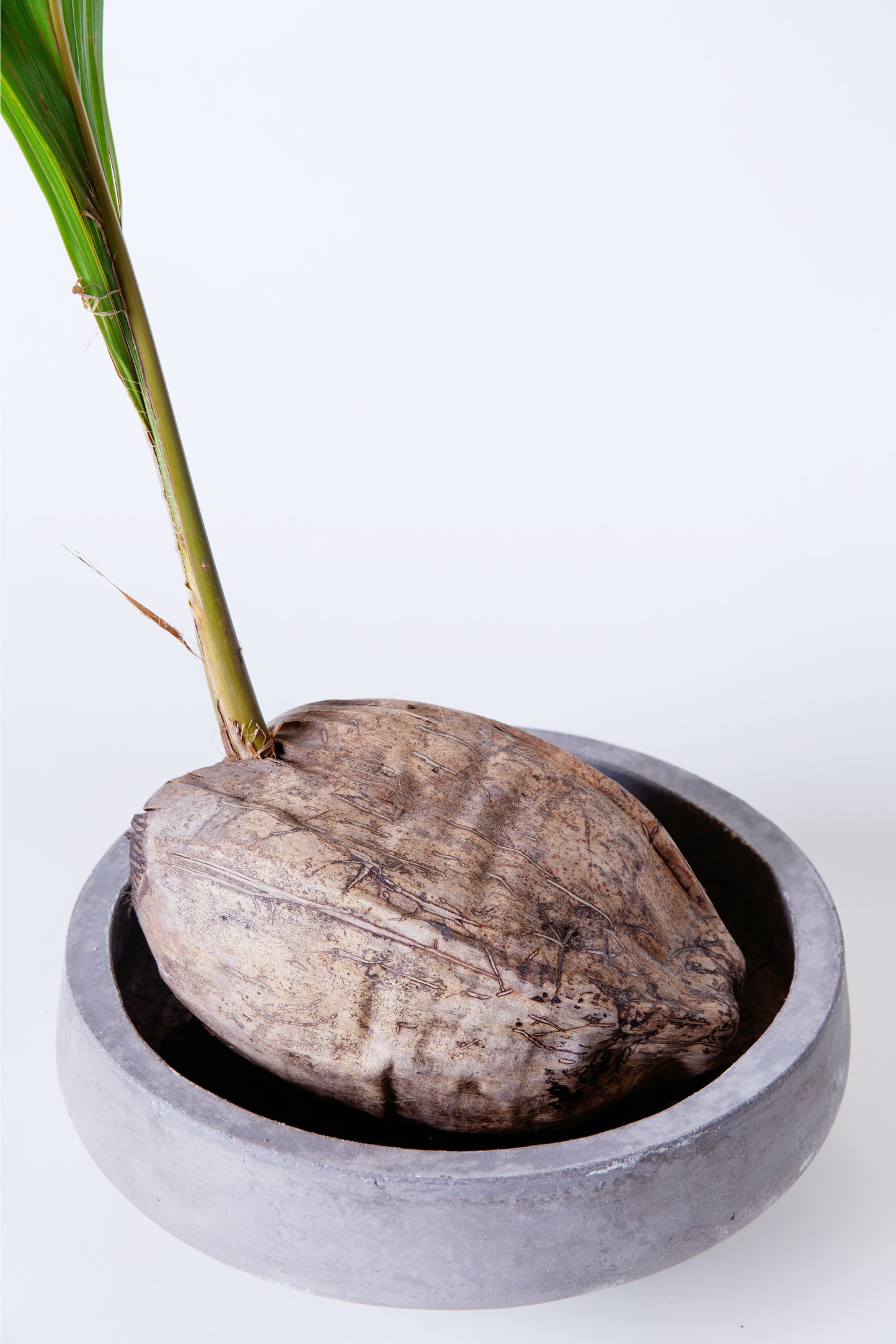 Sprouted Coconut Palm Plant | Cocos Nucifera