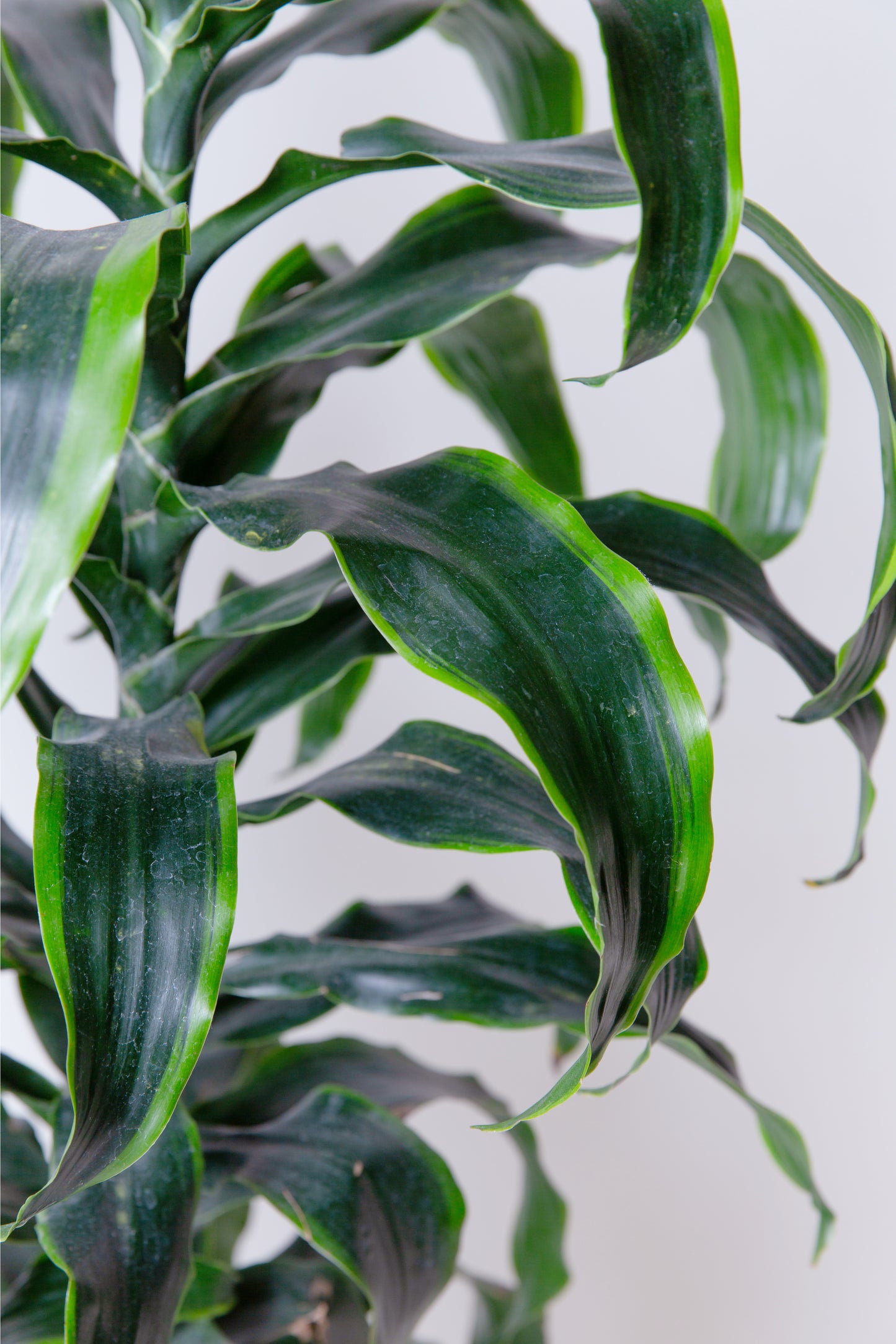 Dracaena Lisa Cane Plant