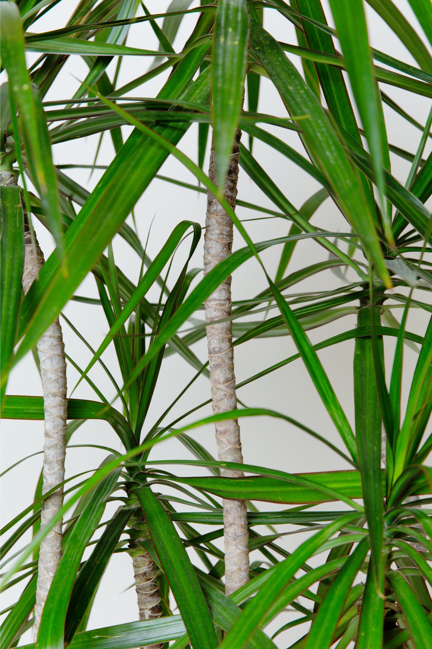 Madagascar Dragon Tree | Dracaena Marginata