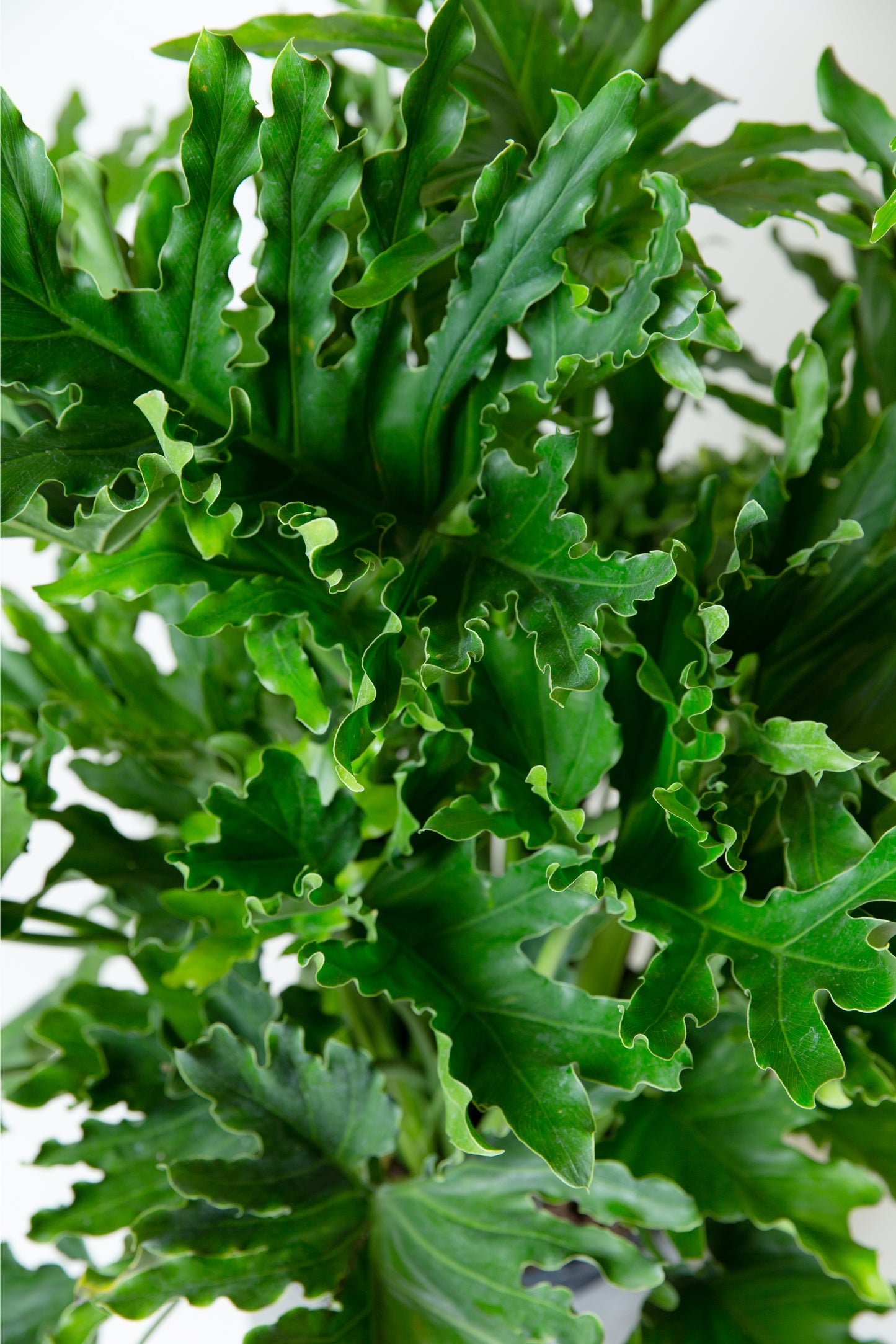 Philodendron Selloum (LadyTree) | Thaumatophyllum Bipinnatifidum