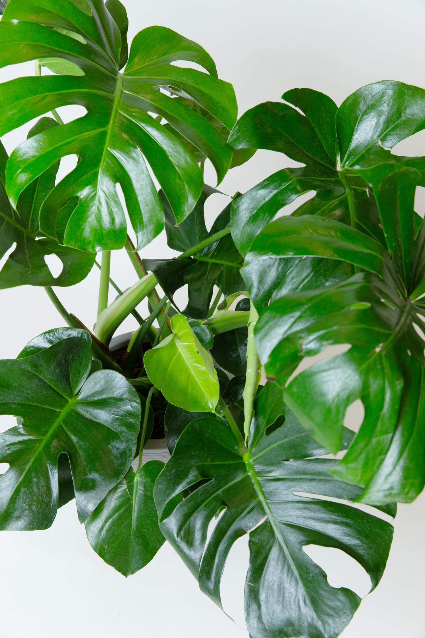 Monstera Deliciosa Plant | Split-leaf Philodendron