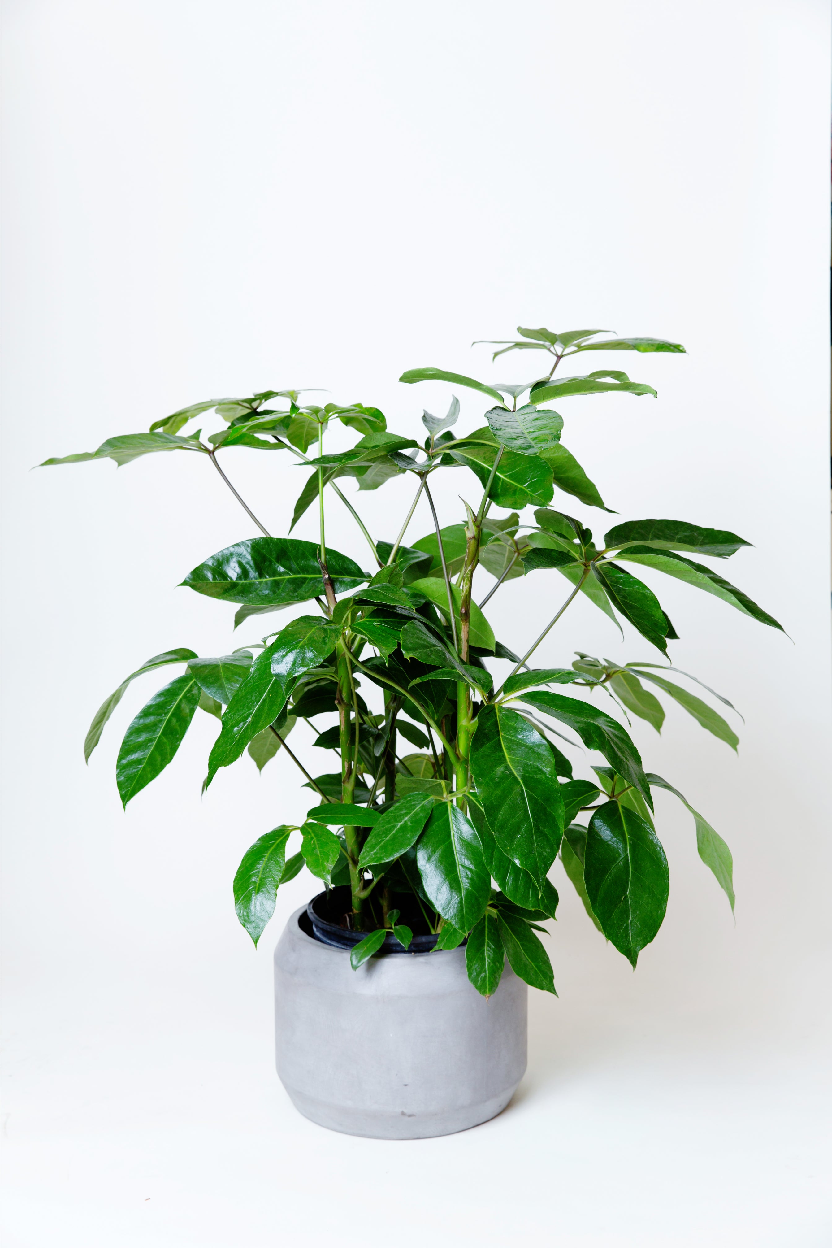 schefflera arboricola vs actinophylla Umbrella Tree