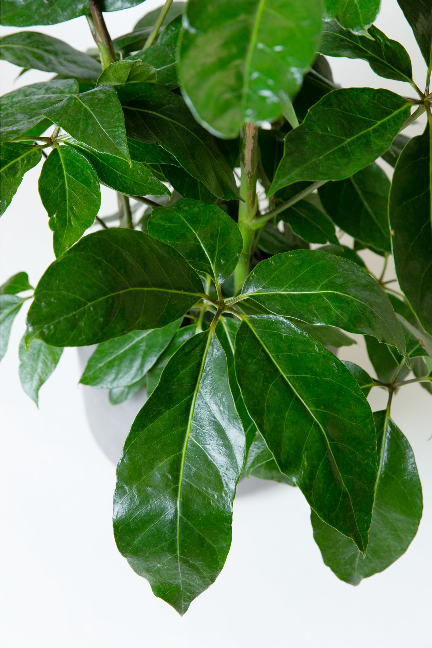 Umbrella Tree | Schefflera Actinophylla