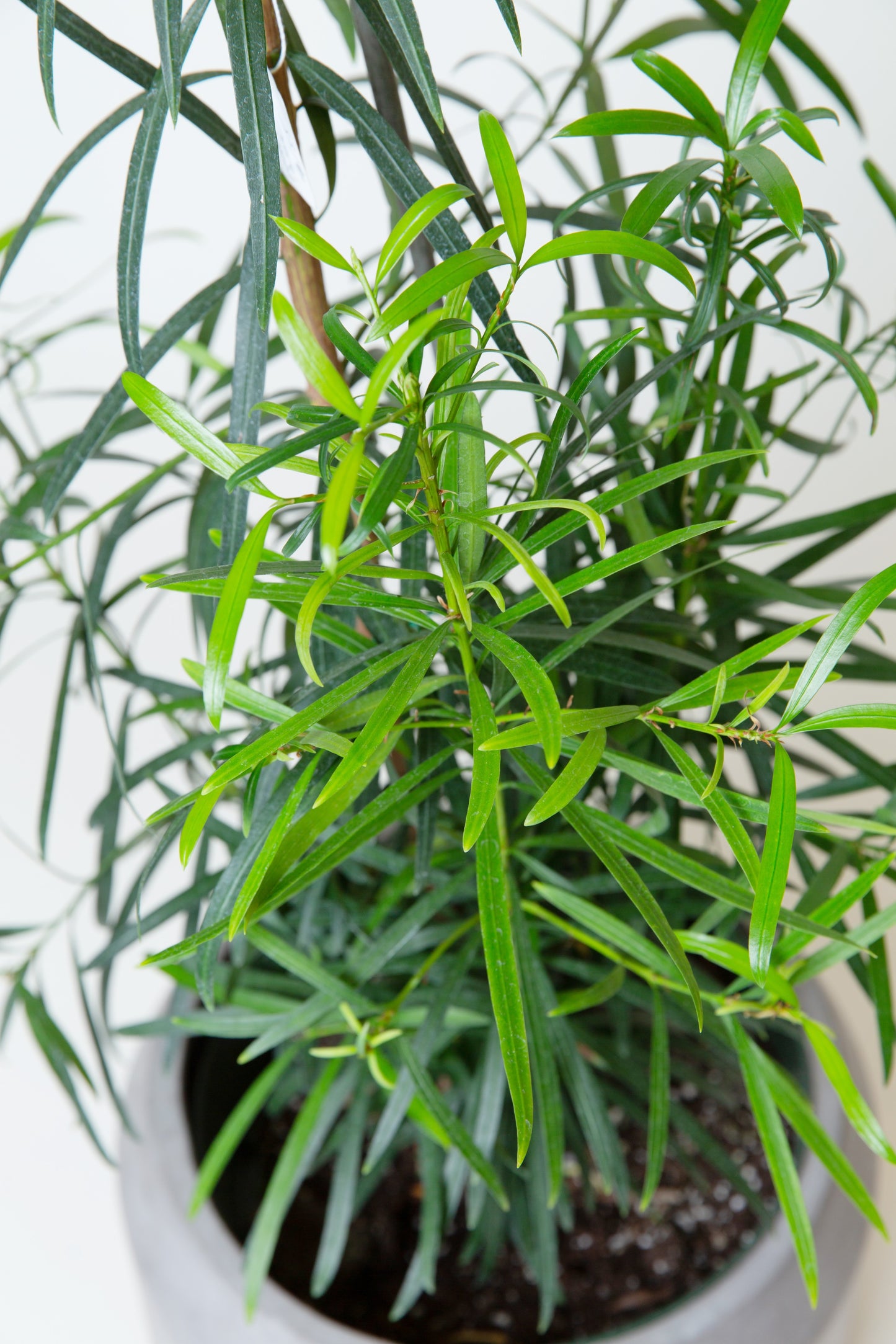 Japanese Yew Tree | Podocarpus Macrophyllus