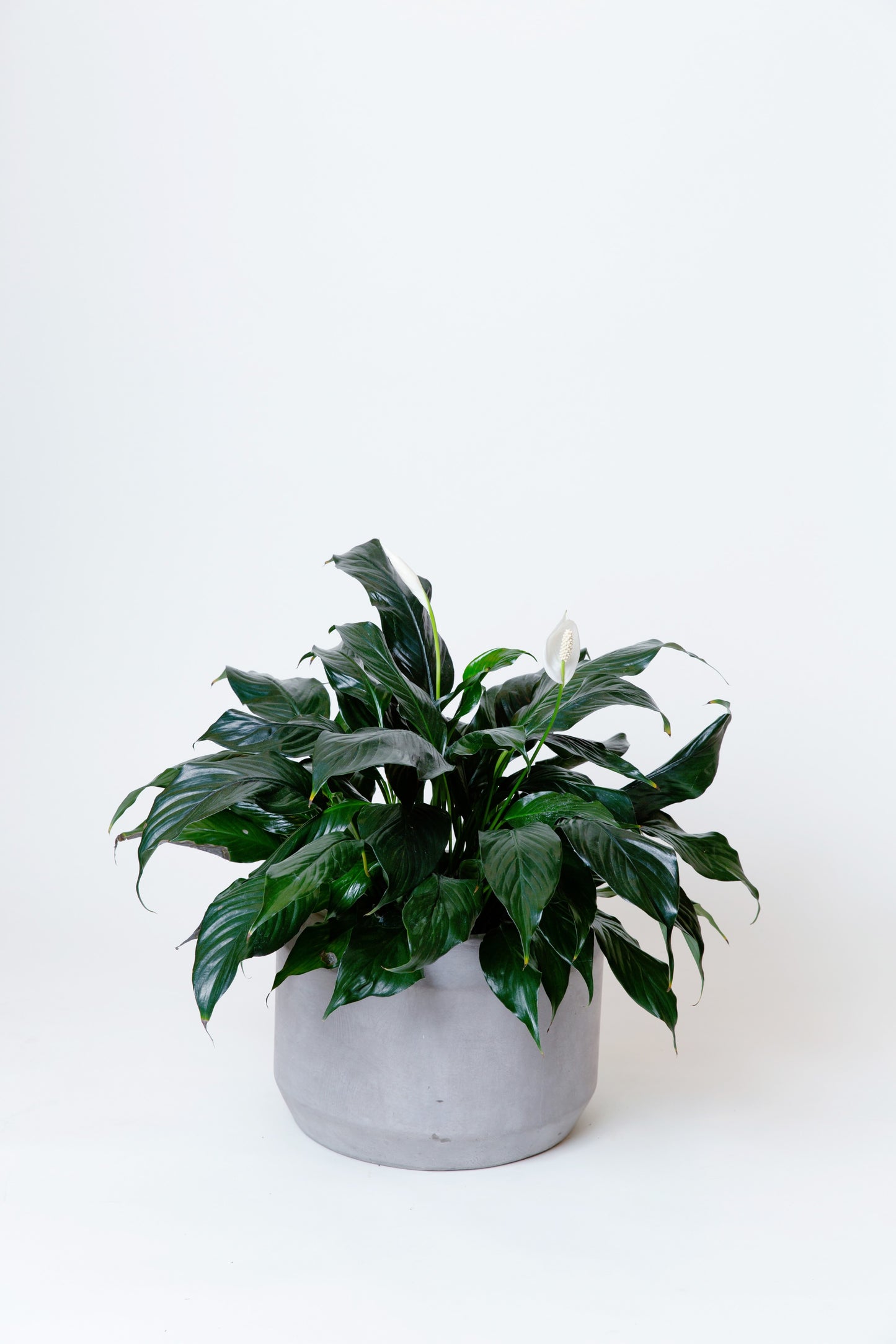 Peace Lily Plant | Spathiphyllum