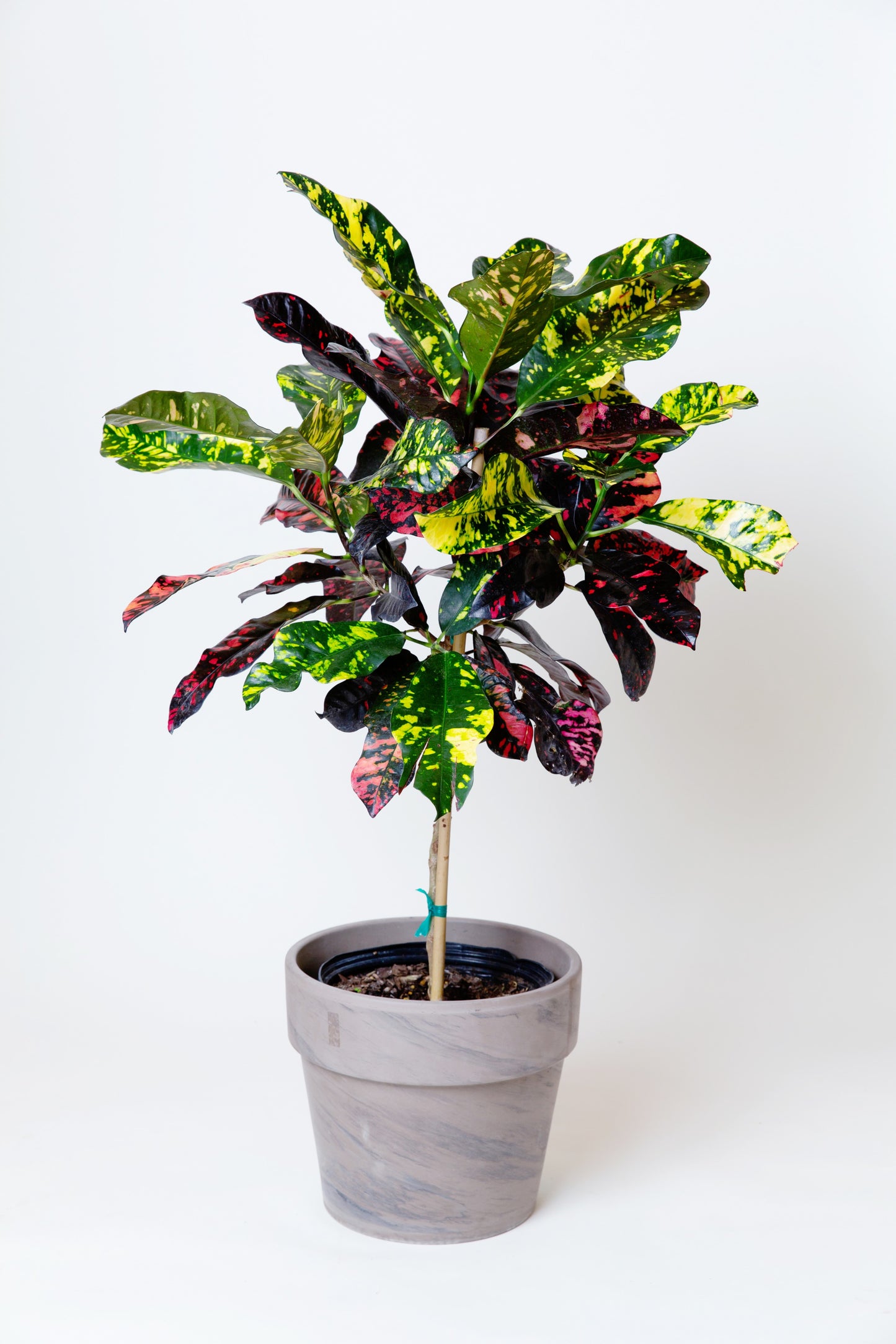 Magnificent Croton Topiary | Codiaeum Variegatum