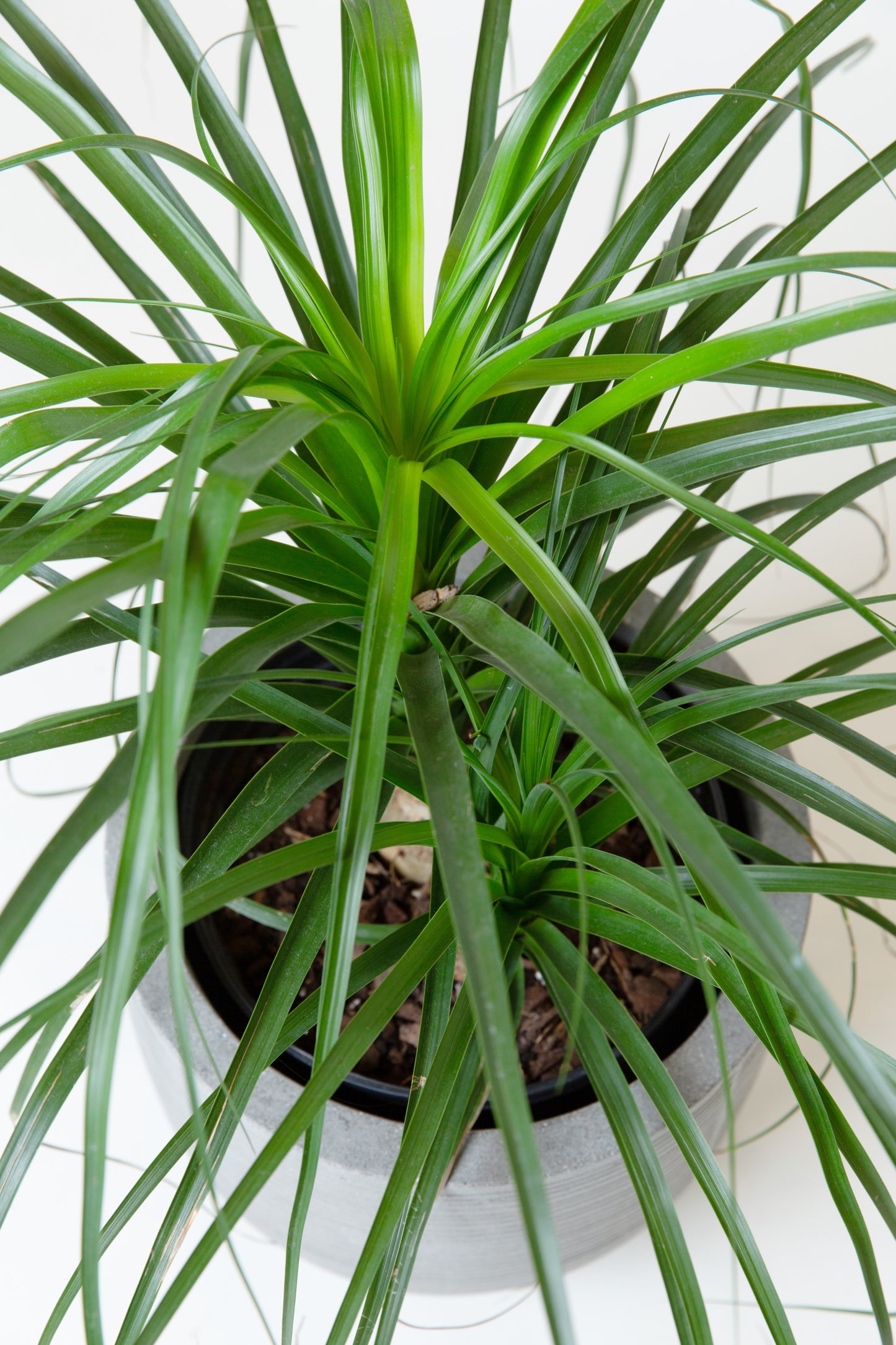 Pony Tail Plant(Large) | Beaucarnea Recurvata