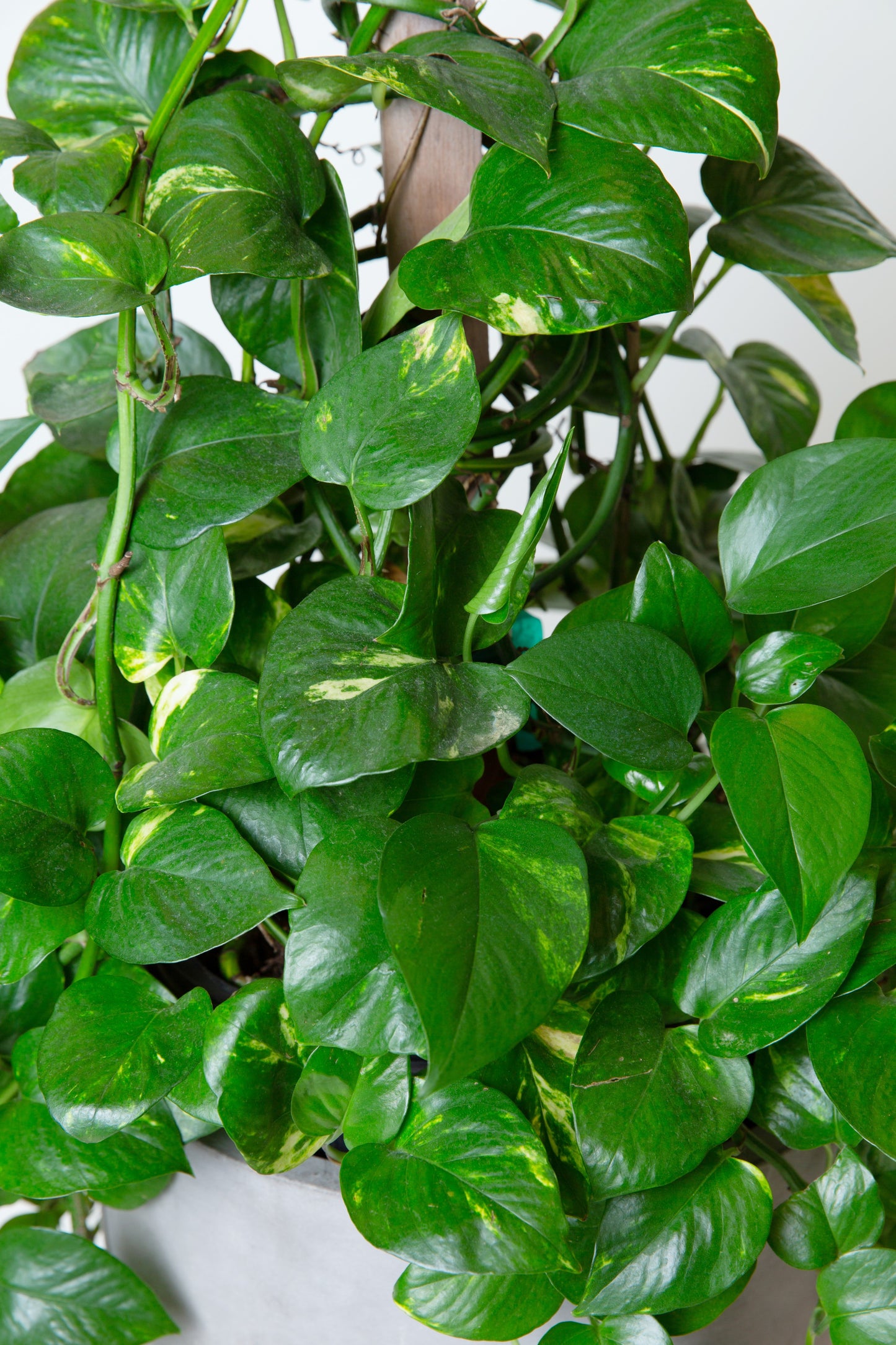 Golden Pothos Plant with 36" Pole | Epipremnum Aureum