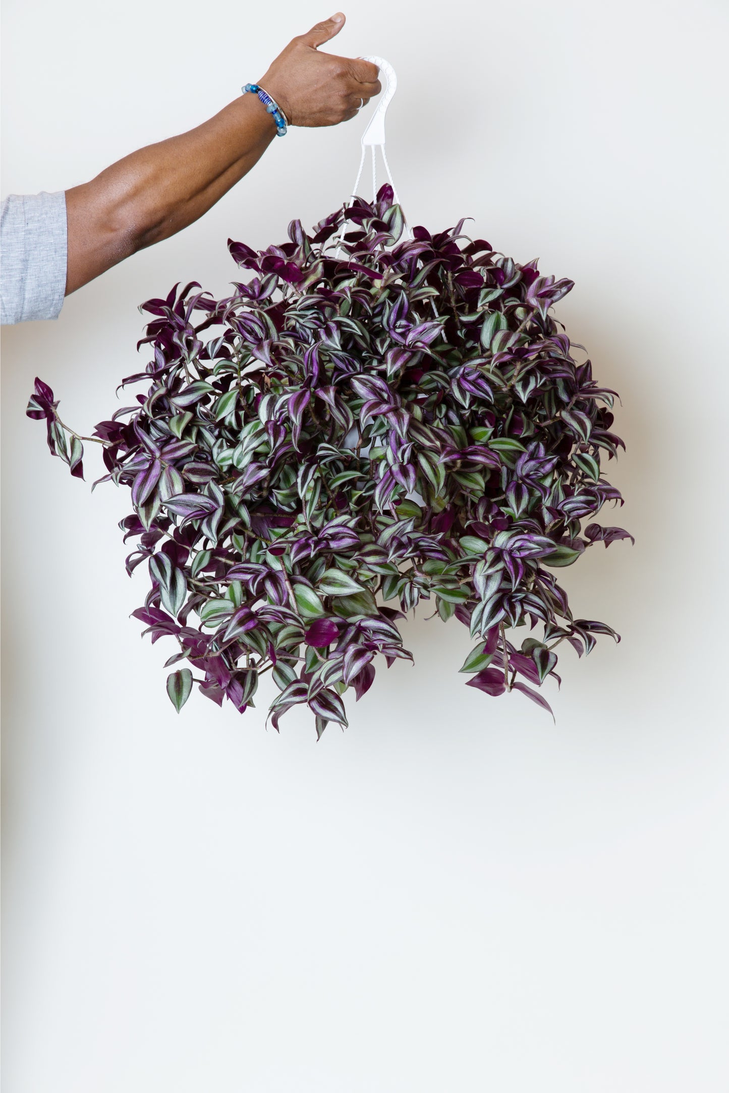 Wandering Jew Plant | Tradescantia Zebrina