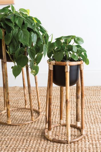 spider plant stand Bouche Stand