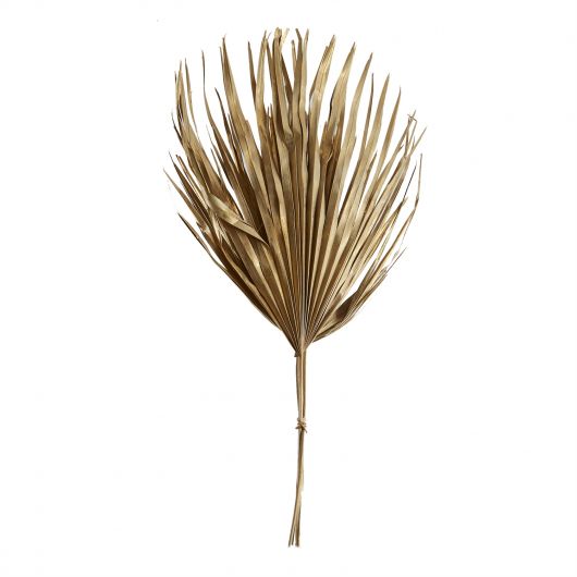DRIED SUN FAN SPEAR