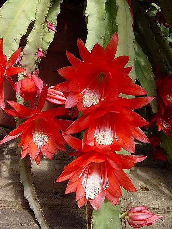 Orchid Cactus Plant | Disocactus Ackermannii