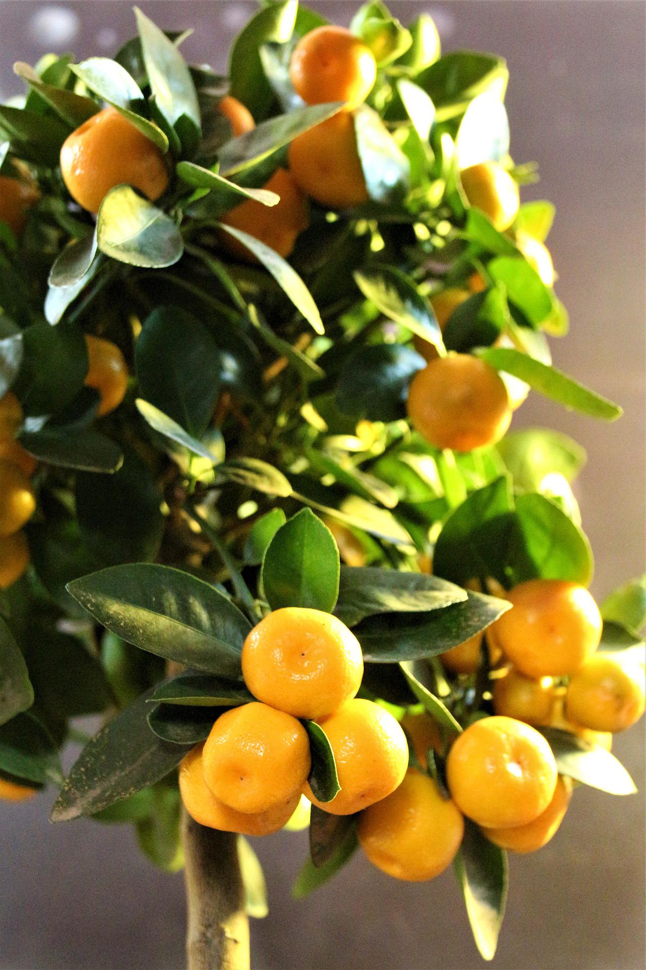 calamondin orange tree poisonous to dogs Calamondin Orange Tree