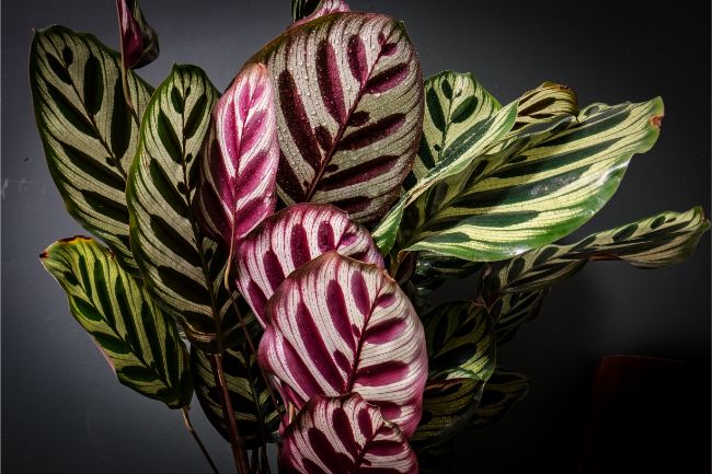 Peacock Plant | Calathea Makoyana