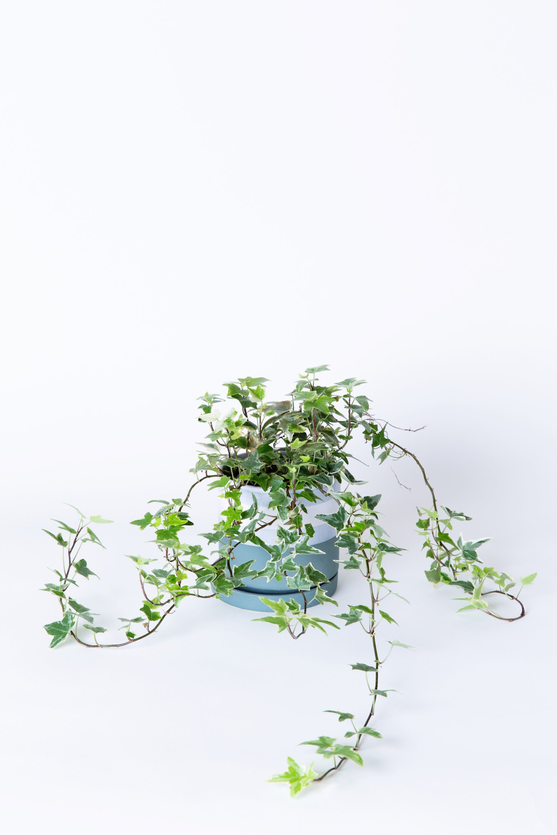 hanging ivy plant real English Ivy