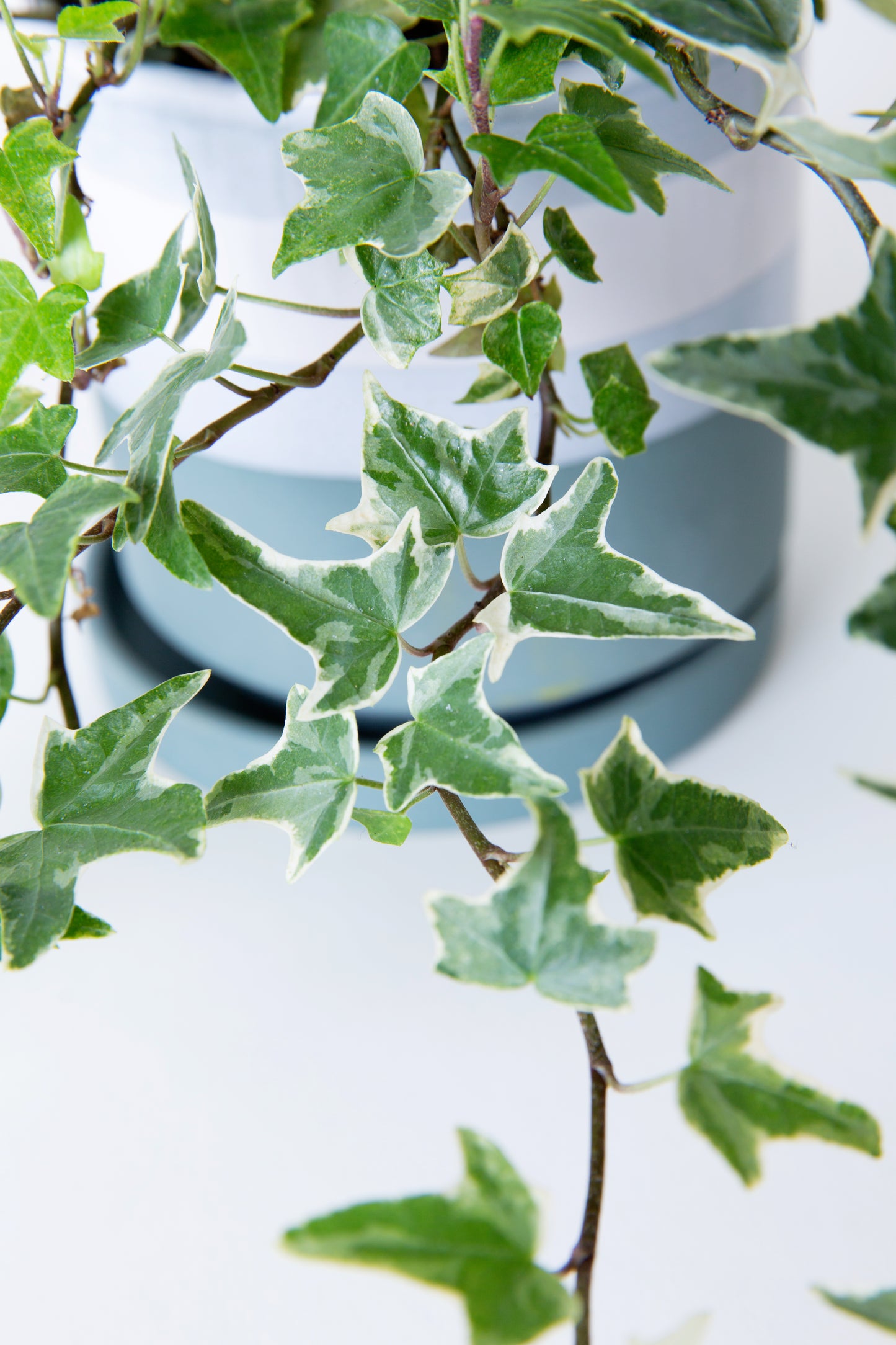 English Ivy | Hedera Helix Varigated