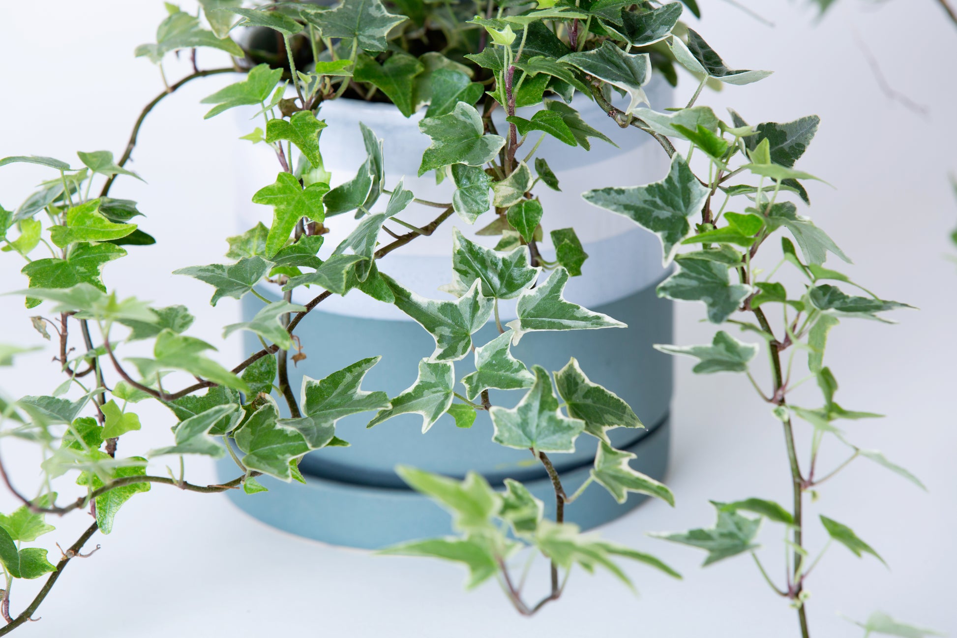 common ivy hanging plant English Ivy