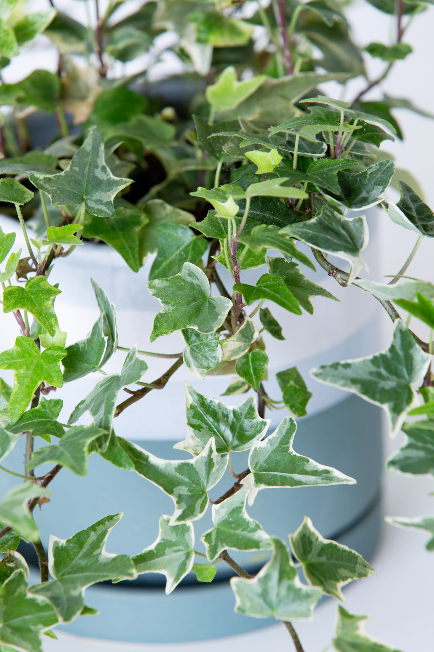 English Ivy | Hedera Helix Varigated