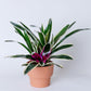Bromeliad | Neoregelia Charismatic