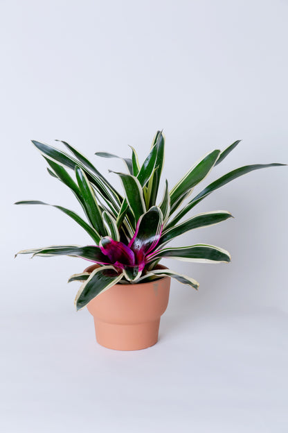 Bromeliad | Neoregelia Charismatic