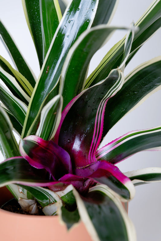 Bromeliad | Neoregelia Charismatic