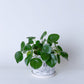 Chinese Money Plant | Pilea Pepermioides