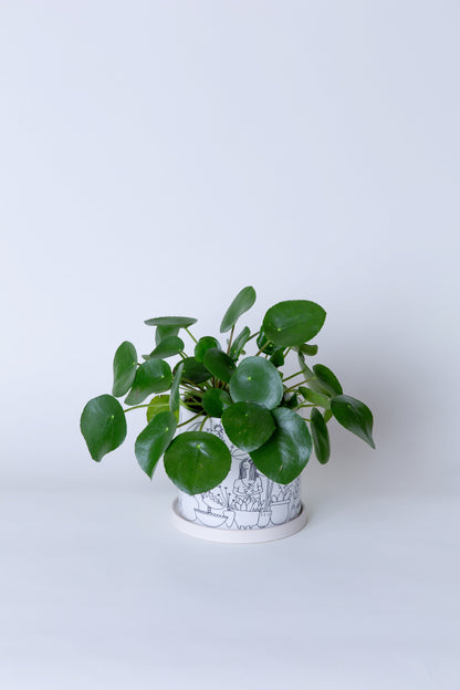 Chinese Money Plant | Pilea Pepermioides