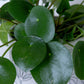 Chinese Money Plant | Pilea Pepermioides