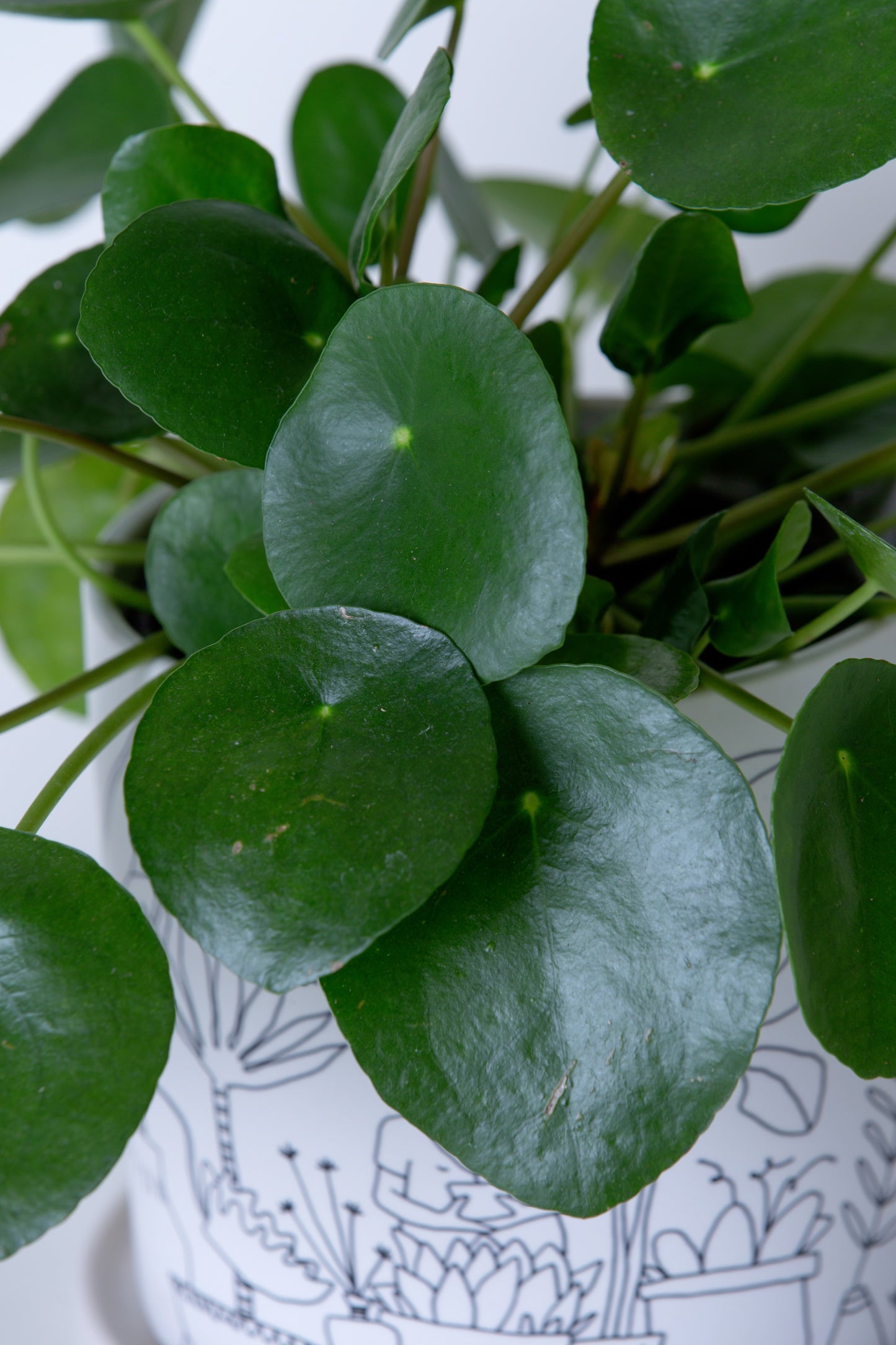 Chinese Money Plant | Pilea Pepermioides
