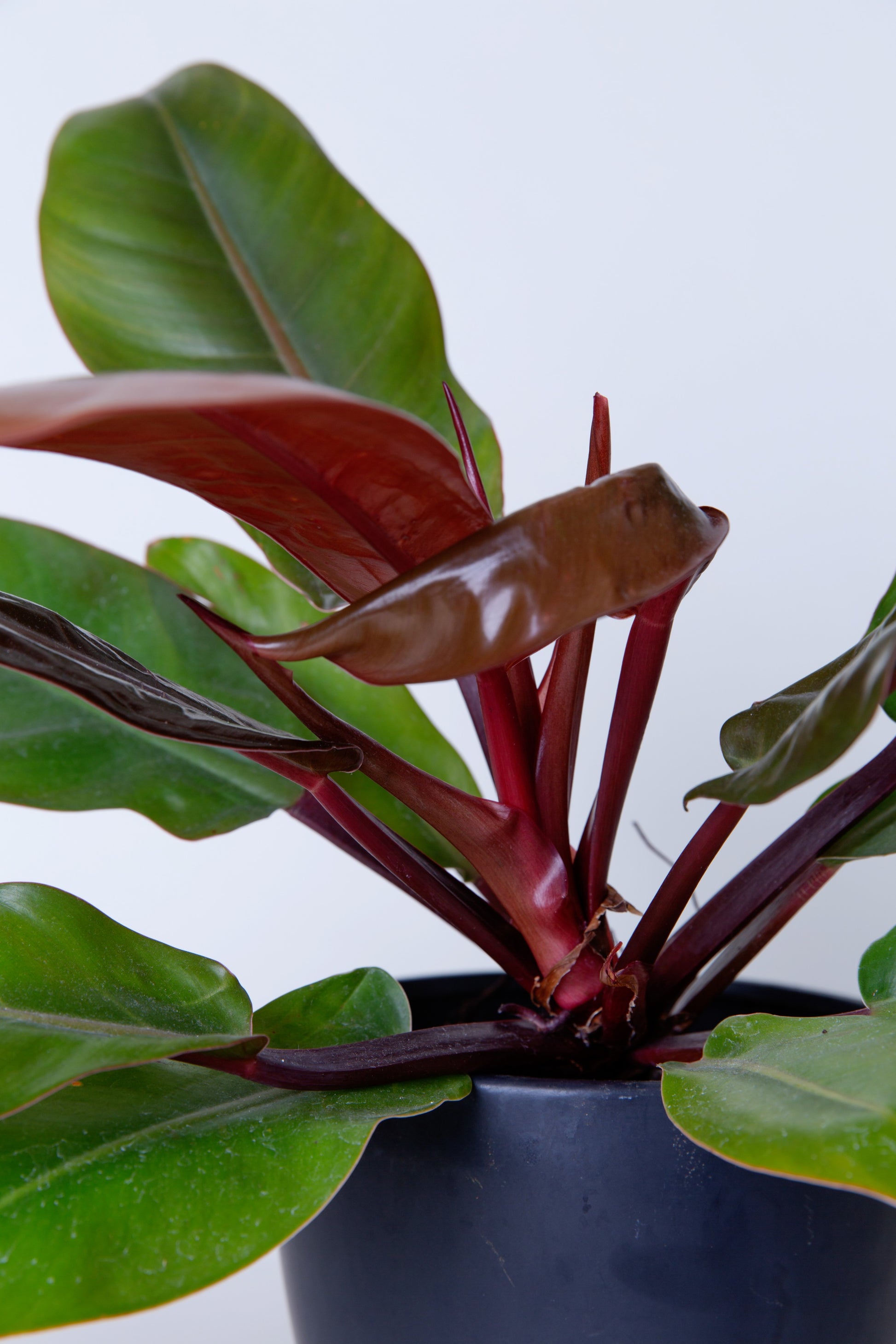 mccolleys philodendron McColley Finale
