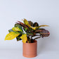 Croton Petra | Codiaeum Croton