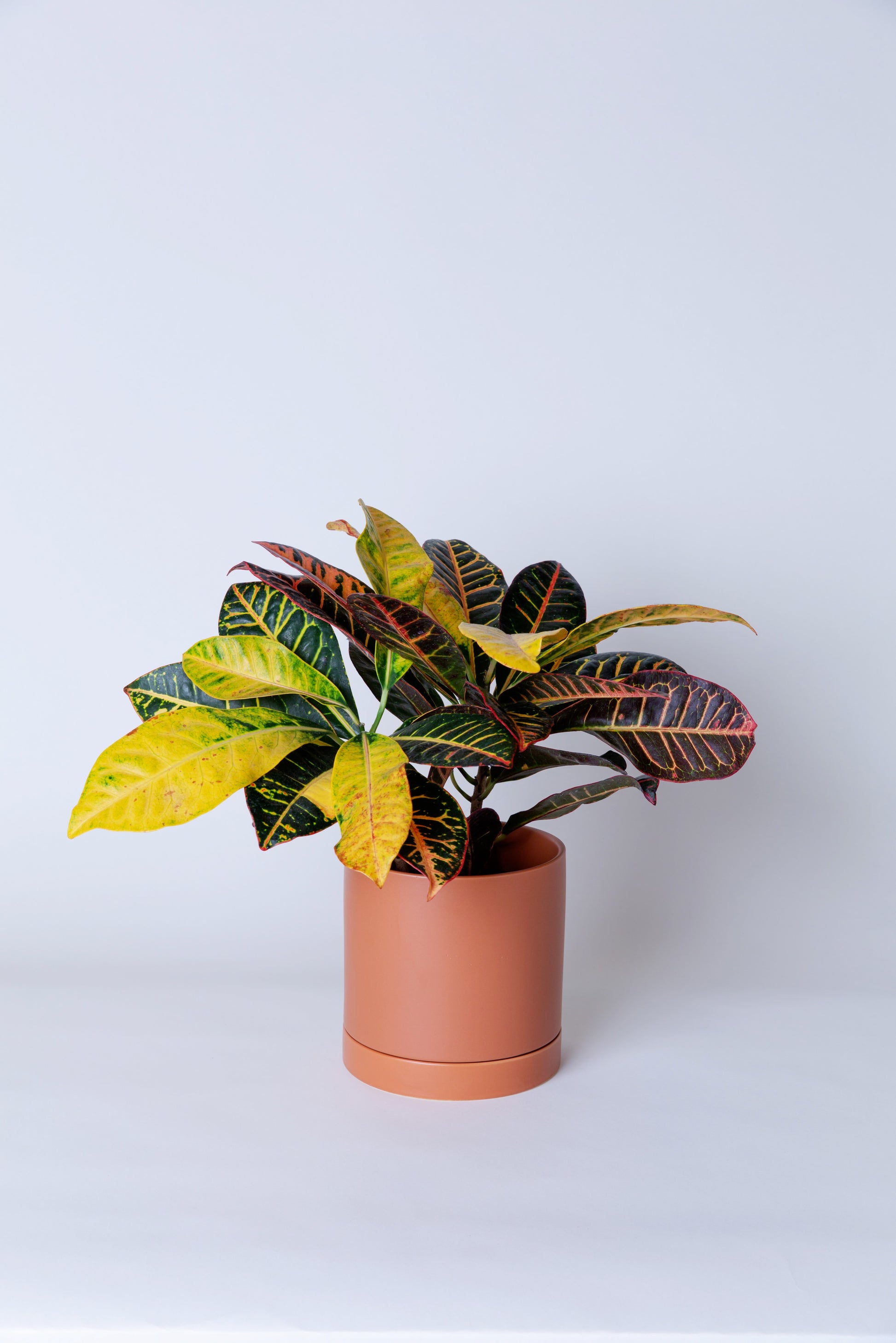 croton petra indoor plant Croton Petra