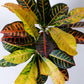 Croton Petra | Codiaeum Croton