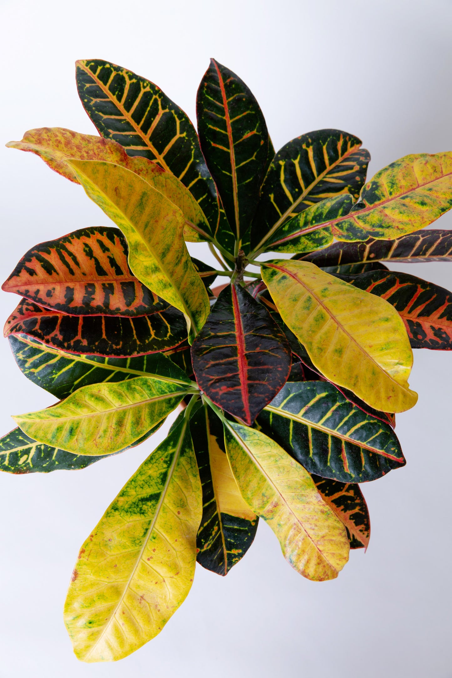 Croton Petra | Codiaeum Croton