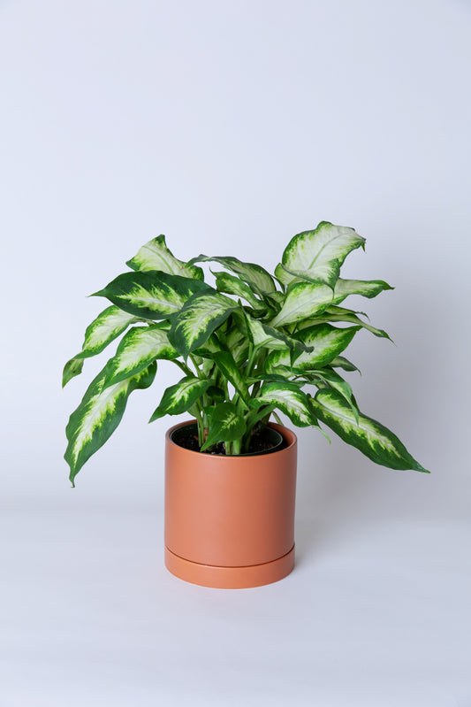 Dumb Cane Plant | Dieffenbachia